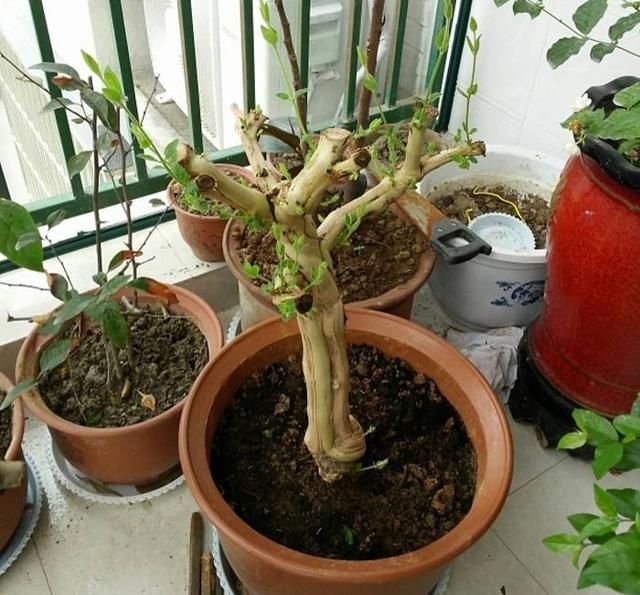  [芳香]养盆栽金银花，有“4点”很重要，开花更多、芳香，长成漂亮老桩