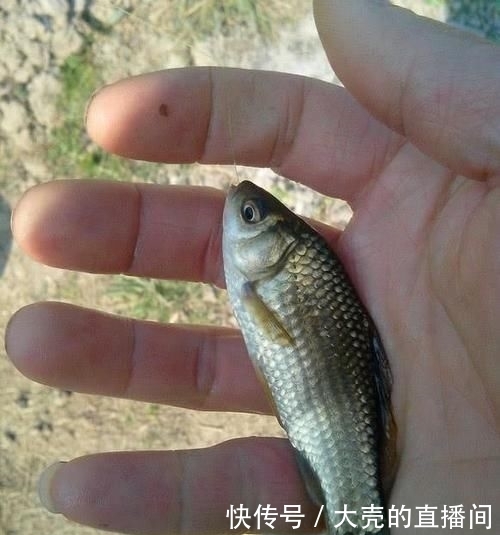  #黑坑#为啥很多人爱钓鱼却不爱吃鱼？这4个理由，全都是钓鱼人的泪