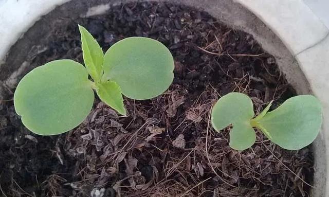  凤仙花|凤仙花生长记录：带你揭秘凤仙花成长过程