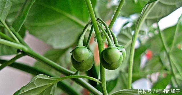 它的果实似蓝莓，农民当杂草除掉，却不知是珍贵的“金吊柳”