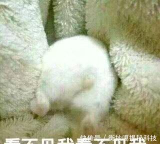 王诗龄是什么人