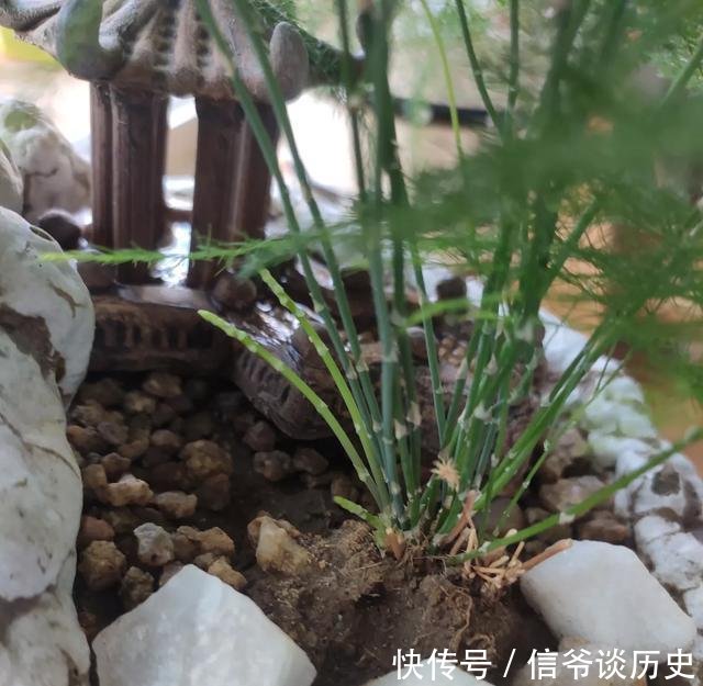 肥料:养护文竹小诀窍,做几件“小事”,养出“小森林”