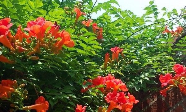  『可达』花期可达200天！花朵娇艳美丽，少抽两包烟也得种两棵