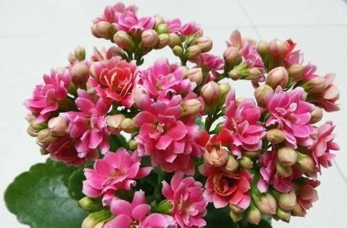  花园：阳台养三种植物，不需要管理，就能长成小花园，心里美滋滋