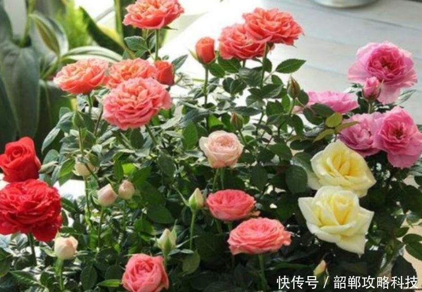  #春天#春天阳台养上“5种花”，美成花园，漂亮花朵，朵朵迷人！