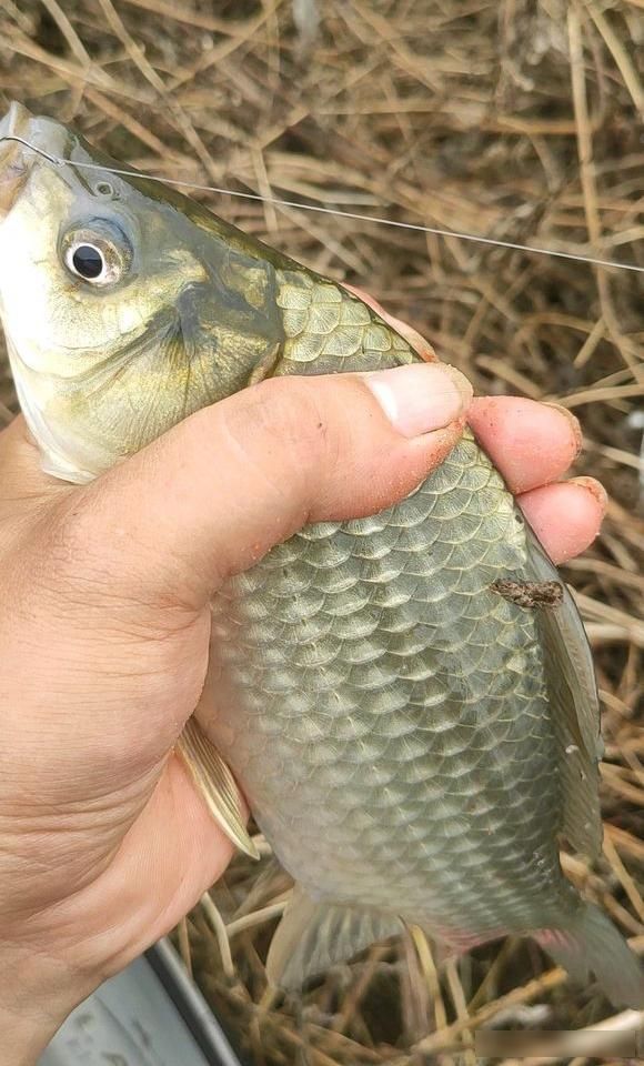  「没错」春钓滩没错，但不是所有的滩都有鱼，春钓浅滩攻略分享