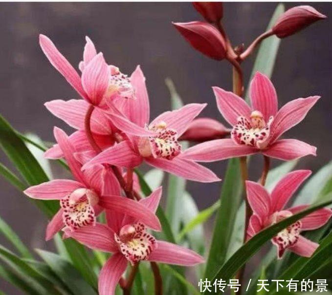  试试@爱上养花，那就试试3种花，花香好闻开花美，寓意吉祥花期长