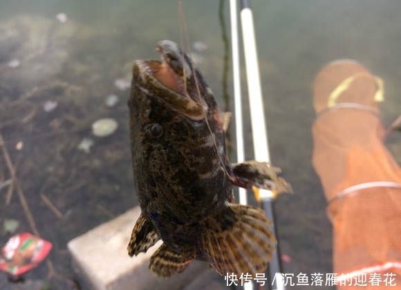  条鳜鱼：北方也有鳜鱼吗？还是第一次见到，这位钓友钓的是不是鳜鱼？