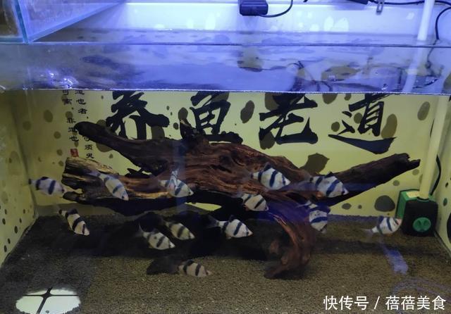  『升高』气温持续升高，哪些热带观赏鱼，现在就可以不用加温饲养了？