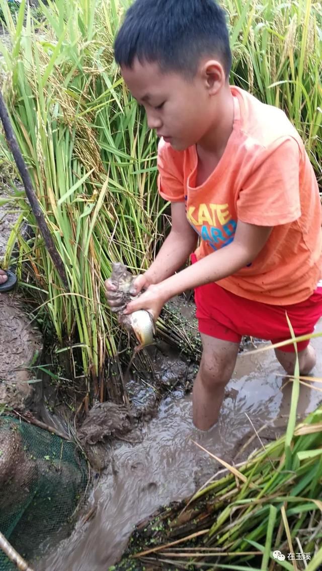 易门绿汁镇首届稻田开鱼节 带你找回儿时快乐！