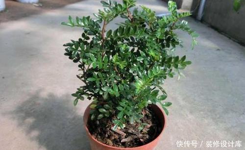 『清香木』3种带香味的树,家里养一棵,四季清香,人人见了都喜欢