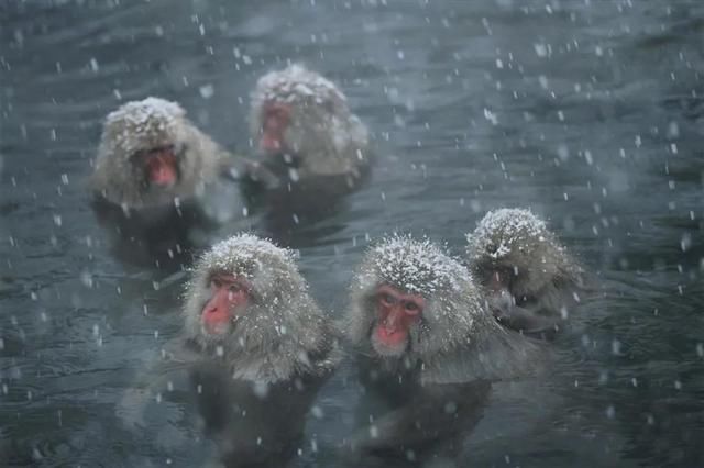 冷冷！寒潮已到达！你在发抖，国宝却不冬眠，连猴子都在泡温泉