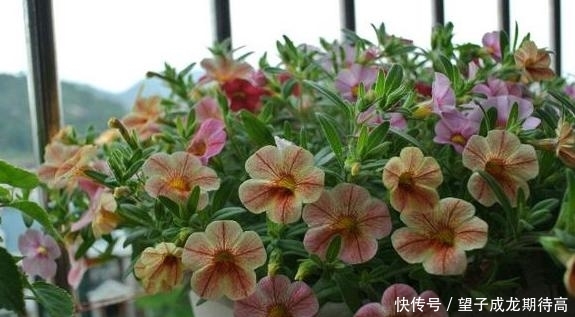 『光照』此种植物开花似小喇叭,五颜六色、数量多,多做垂盆花卉观赏