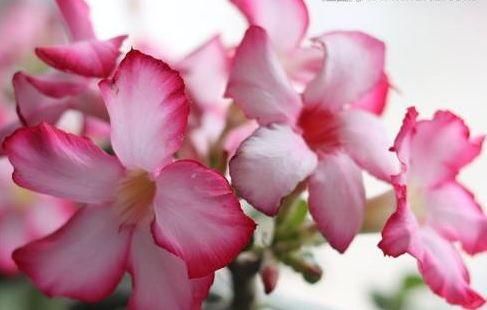  土壤■家养这几款花，满屋香飘又显“档次”，蕙质兰心，玲珑洁雅，超美