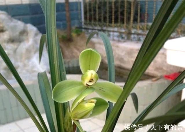  「情况」兰花换盆黄叶就是烂根死苗？这些情况了解一下，不要瞎折腾