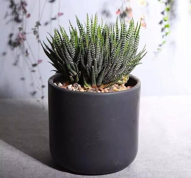  适合：这五种植物耐旱又耐阴，家里没阳光也能长得好，适合工作忙的人