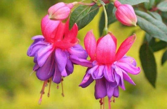  「适合」特别容易开花，花期超长的4种观赏花卉，适合“新手”的一些盆栽