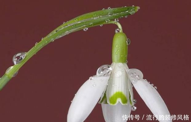 心灵|此花是雪中女神,花开洁白如雪高雅靓丽,让人感觉心灵的升华!