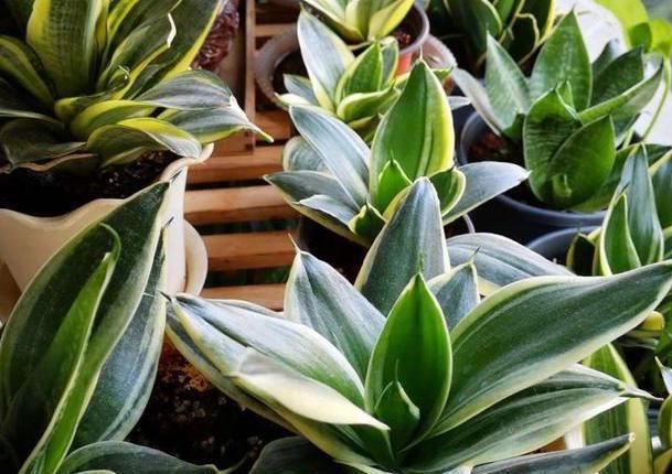  「蟹爪兰」想让盆栽植物根壮叶绿花多?用发酵粉就能实现!