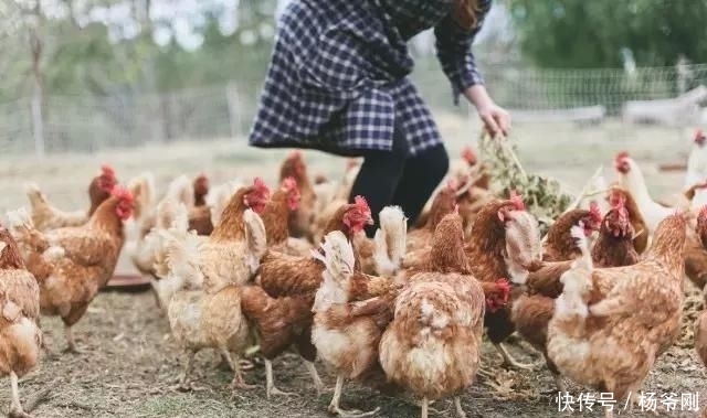  蔬菜：下半生，和爱的人一起养花种菜可好