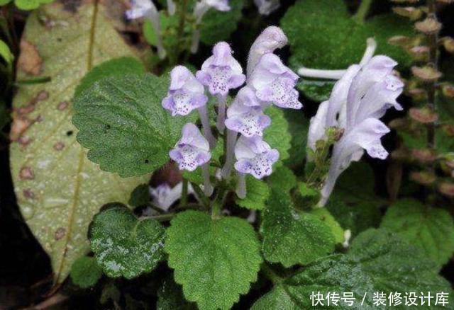  药材@1种“韩信草”，生长在石缝里，是一种珍贵的“药材”，别铲除