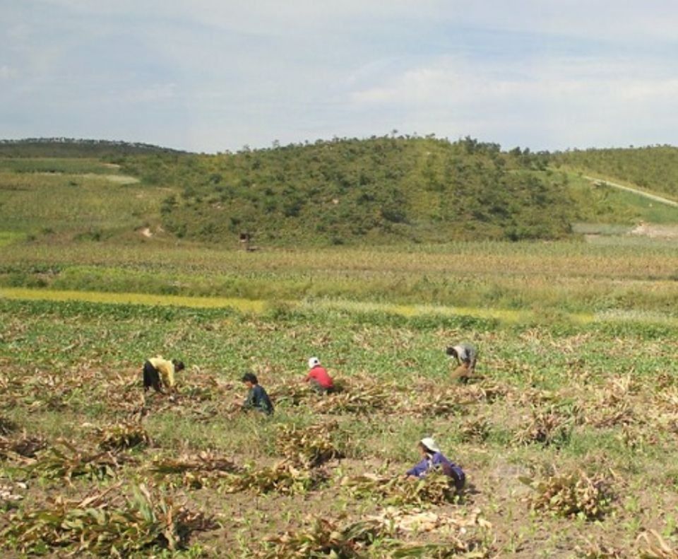  手工@朝鲜农民如何收庄稼？一靠手工二靠牛，机械相当少见