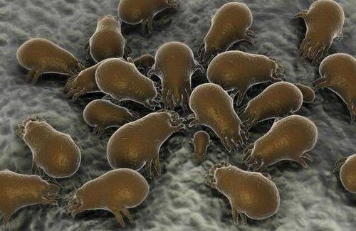 毛孔粗大是因为螨虫挤大，3方法有效除螨，排空毛孔螨虫