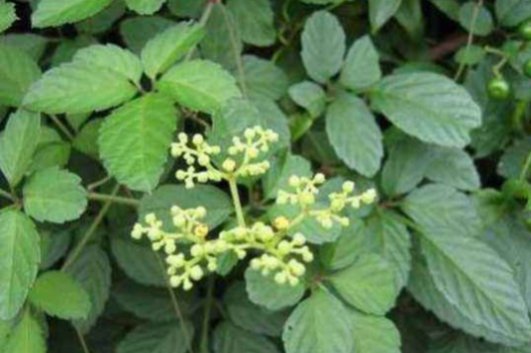  「野果」深山里罕见的“乌蔹莓”过去被农民当杂草，如今却是一