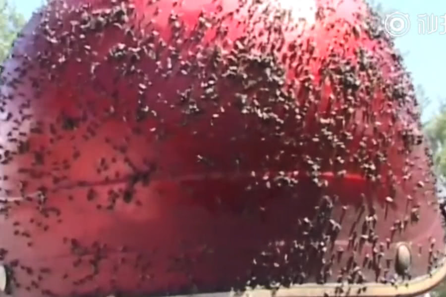  「我国」我国“死亡地带”，三天消灭蚊子超10斤，曾有7只军犬被