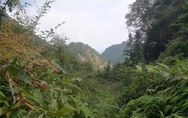  「大若岩镇」温州芙蓉岭古道，浙江省十大人文古道之一