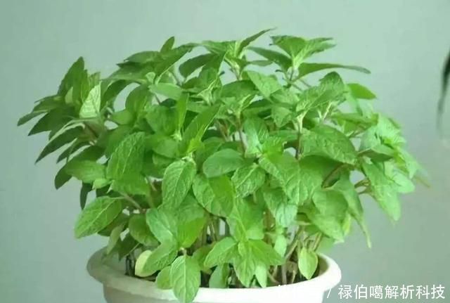  能力：3种花适合养在小院里，生长繁殖能力强，花开一片很漂亮，美极了