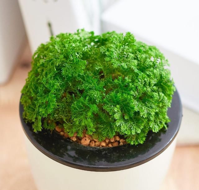  『低调』生命有技巧，蕨类植物作为盆景极其低调，你会欣赏吗？