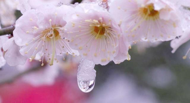 「追捧」花园种上这“2种”花，镇宅还养人，越养越贵，受人追捧！