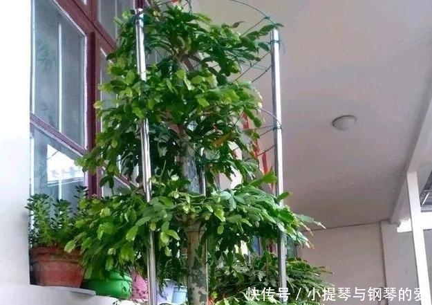  「蟹爪兰」入秋养栀子茉莉，不如养2种“观花植物”，1株能开出上百朵花