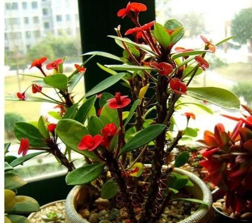  「家里」家里养了这5种花，赶紧扔掉，汁液有毒，别养错了还知道！