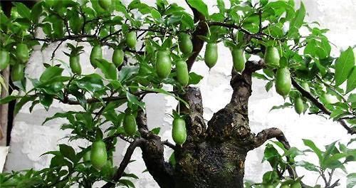  #邻居#金弹子盆景介绍，养好了，邻居直喊羡慕！