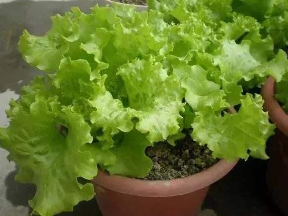  西红柿：这几种蔬菜，种在花盆里，一年四季吃不完的菜，真好