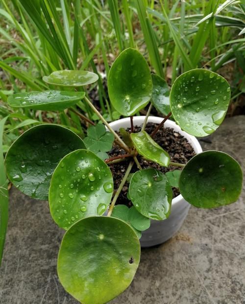  #品种#3种花适合养在阳台，开花漂亮能爆盆，一年开花300天，谁养谁喜欢