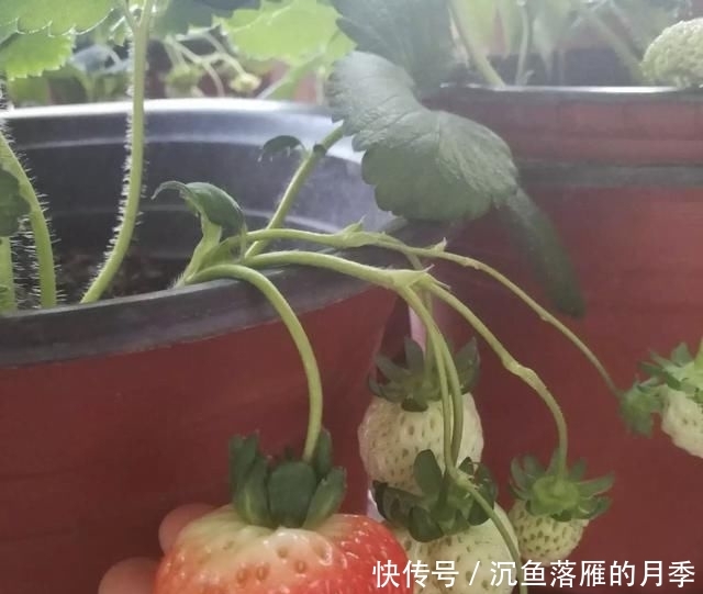 草莓■阳台上盆栽草莓,好吃好种又好看,结的果子四季吃不完!