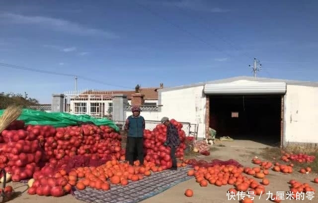  「哽咽」亩产达1吨，去年8毛丰产又丰收，今滞销2毛卖不动，农民