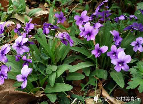 这种野花全身是宝，过去被农民忽略，如今很珍贵，见到请珍惜