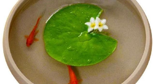  『简直』只用水不用土的植物，一片叶子就开花，简直太神奇了！