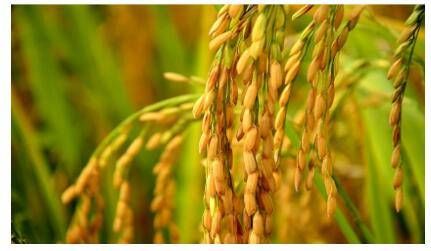 植物日记植酵舒衡水漾面膜，锁住水分，唤醒年轻