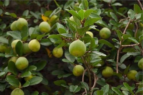  「梨形」薜荔果，别名凉粉子，生长在山林、丘陵、平原，瘿花果梨形