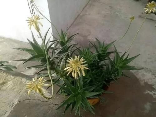  『芦荟』教你把芦荟养爆盆开花，方法一学就会！