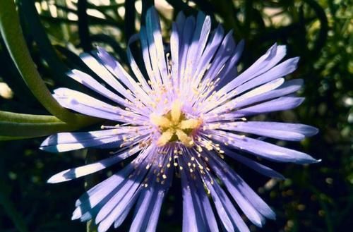  【花钱】4种花太贵别买了，掐个枝就能活，能省不少买花钱！