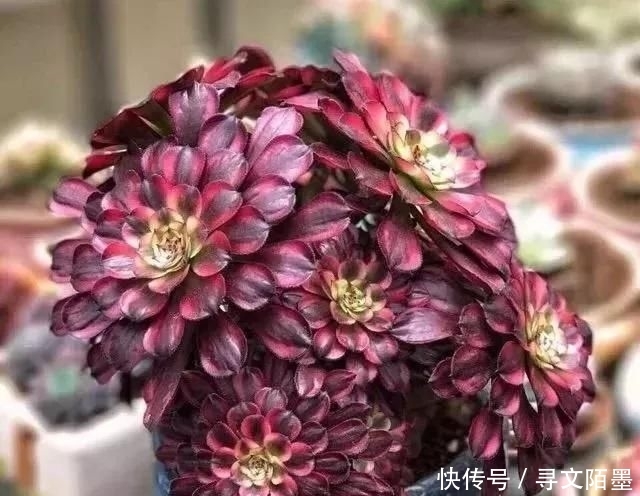 『品种』给多肉植物砍一刀,一株变多株,花盆都装不下了!