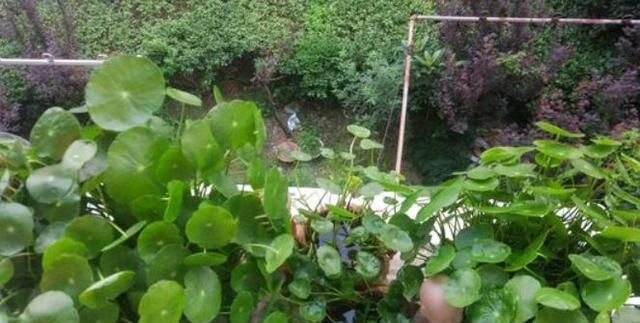 #养花#新手养花，不如去养“4种”花，十分难死，比吊兰、多肉都好养