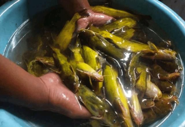 看不上■钓鱼只会抓黑漂?那是菜鸟做的事,高手抓的都是你看不上的动作