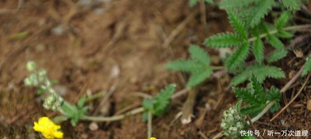 农村一种奇特野草，名字挺吓人，但是用它炖肉是一绝，男人吃了好